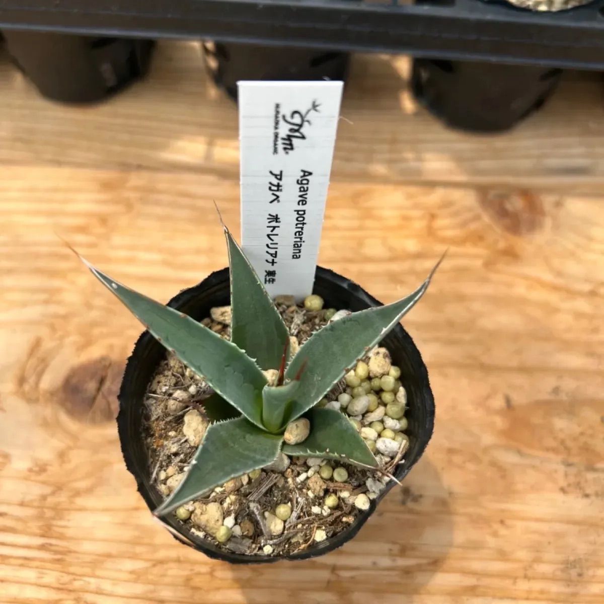 アガベ ペトロフィラ (抜き苗発送) アガベ ポトレリアナ 実生苗 抜き苗にて発送 - メルカリ