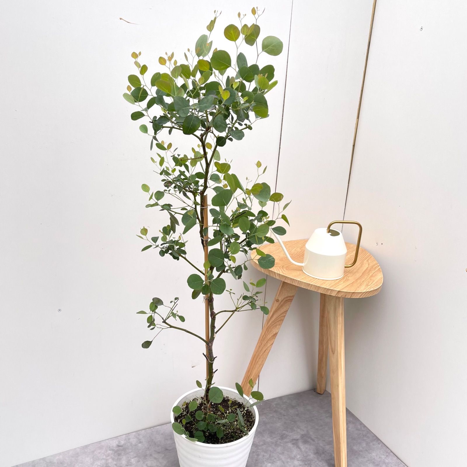 観葉植物 大型