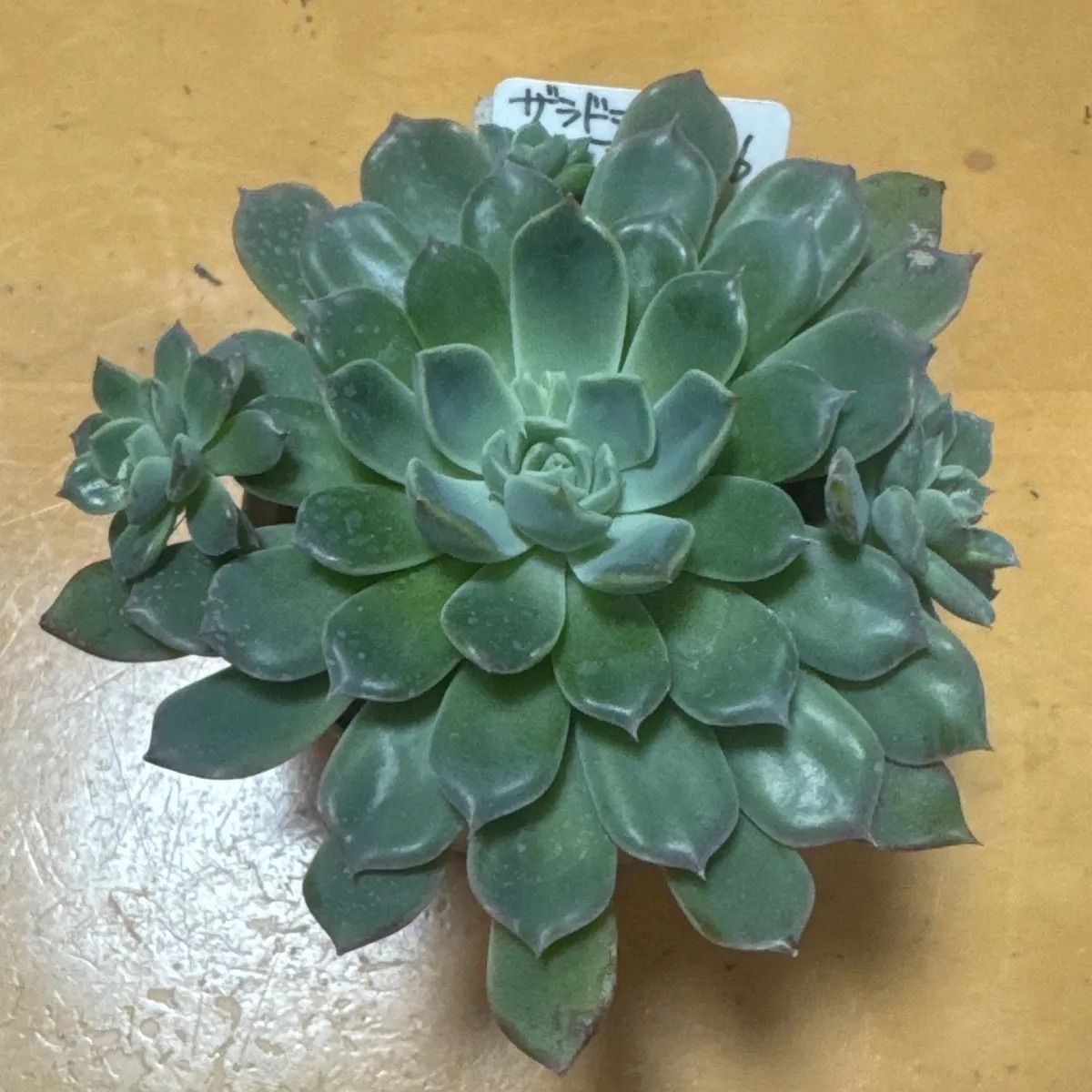 多肉植物　ザラドニス×アルバhyb【抜き苗】錦玉園さん苗 多肉植物 ザラドニス×アルバhyb【抜き苗】錦玉園さん苗 - メルカリ