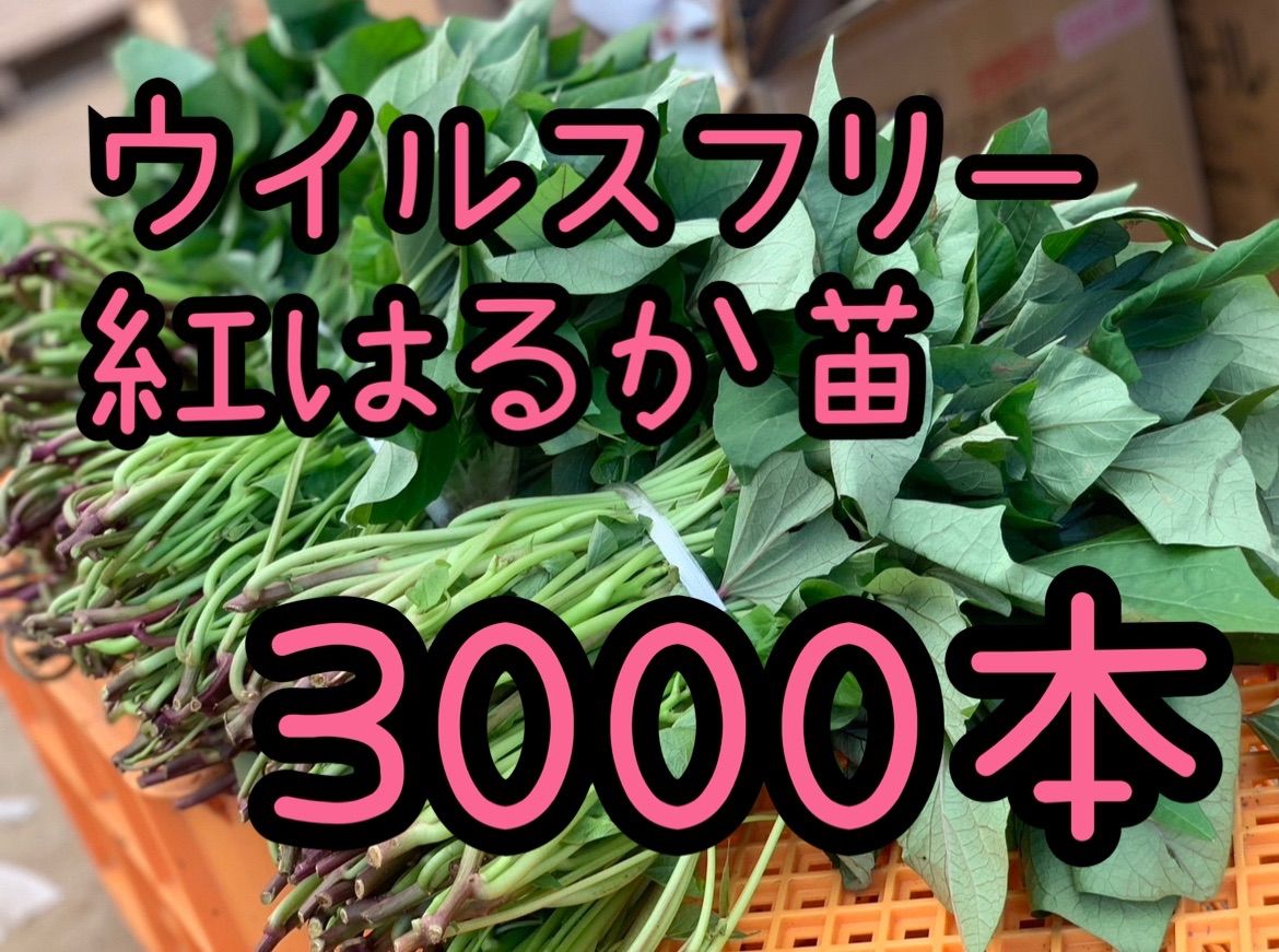 予約受付中】紅はるか苗☆ウイルスフリー 3,000本 5月中旬から