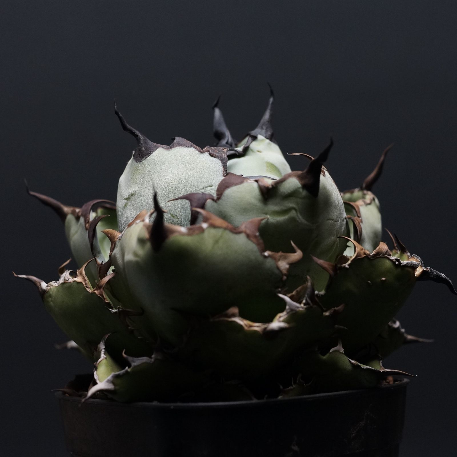 Agave titanota アガベ チタノタ ブラック＆ブルー 管理2392