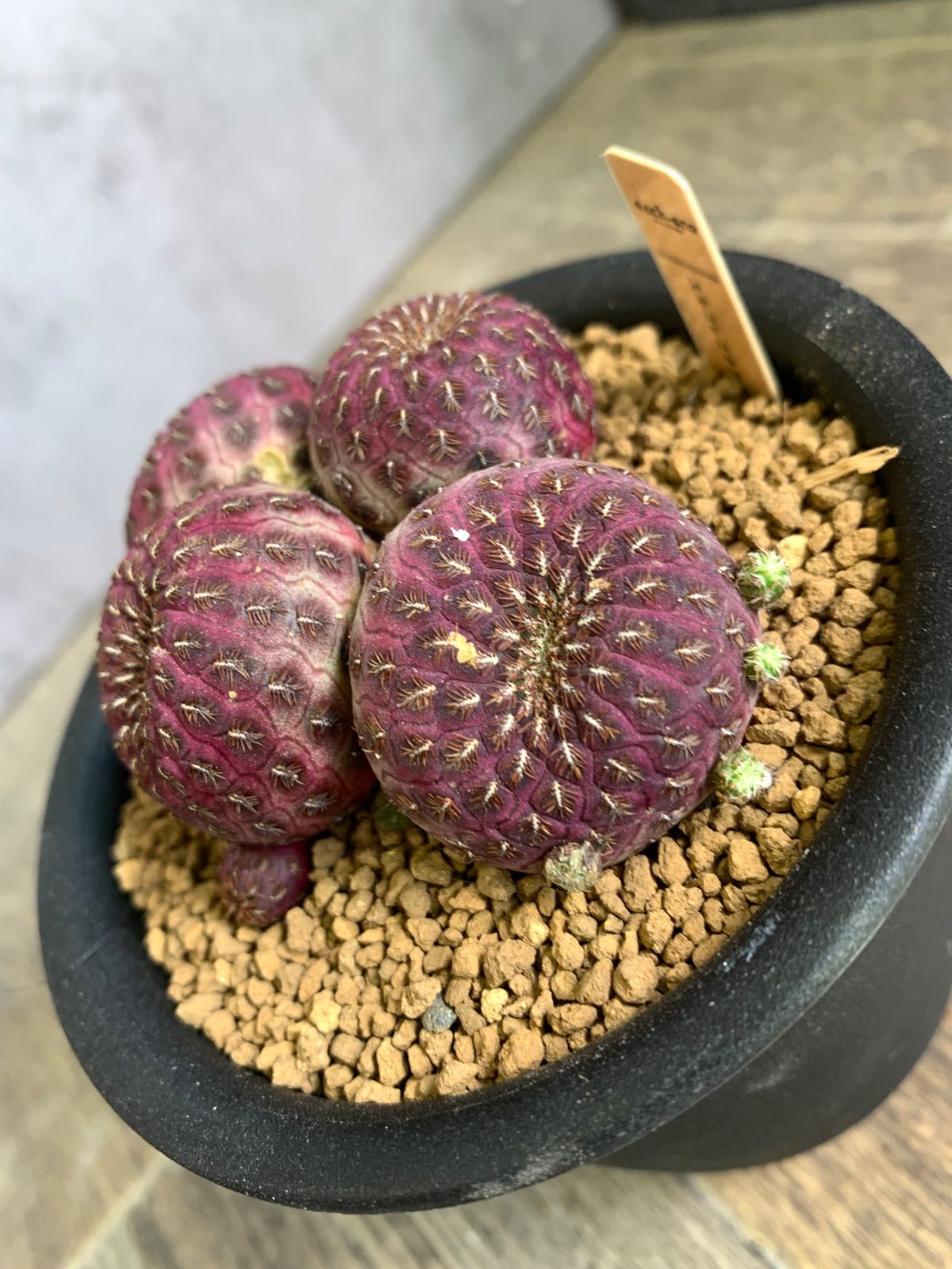 送料無料／≪ レア植物 ≫星のような模様と質感｜恩塚ランポー玉の