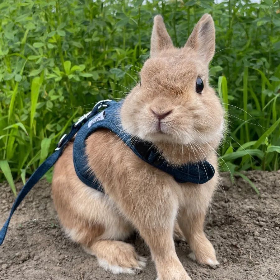 約1ヶ月分 牧草 アルファルファ うさぎ ウサギ おいしゅう