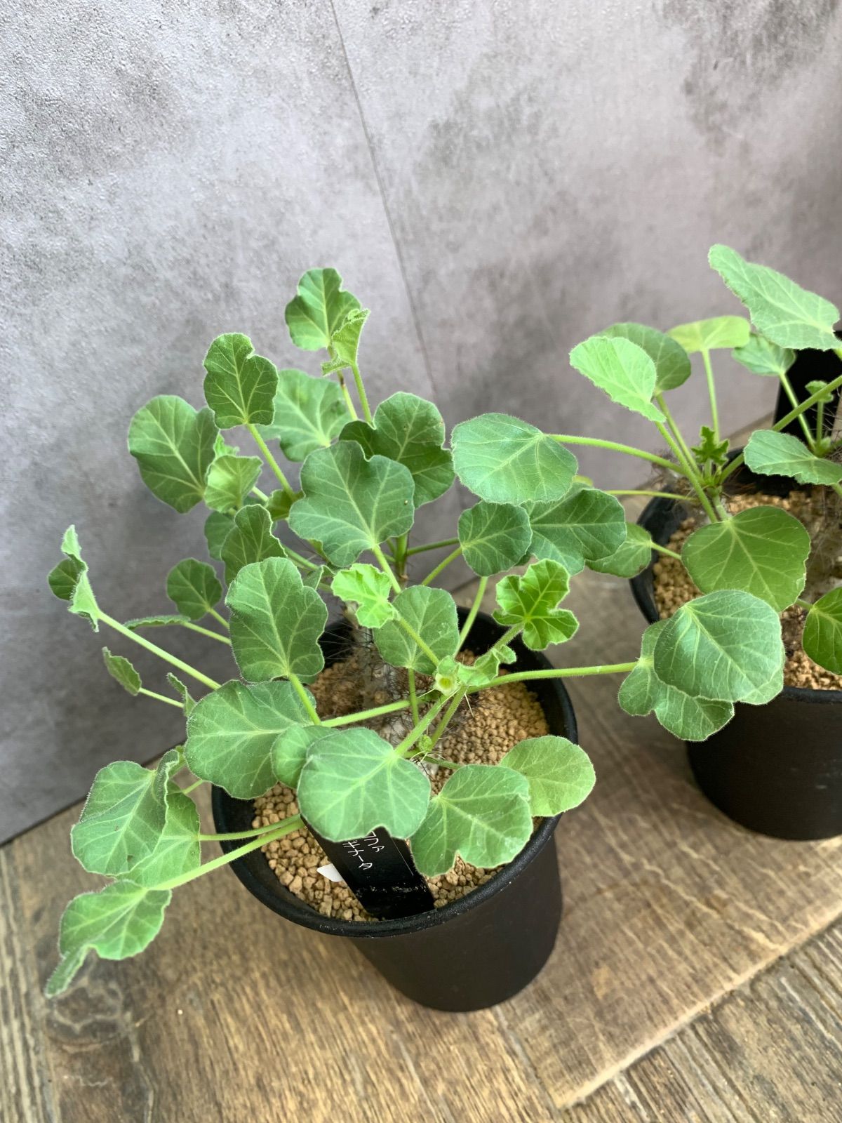 ヤトロファ マルギナータ 塊根 夏型 塊根植物 ３号