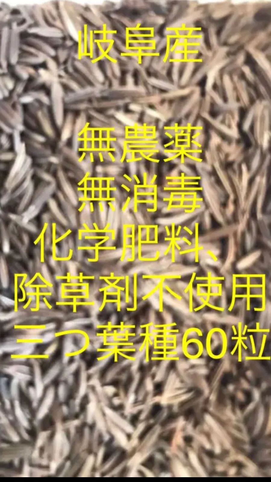 ご注文承り中、岐阜産 、無消毒、タネ、種子、seed 、化学肥料、除草剤不使用 鸭儿芹、鸭脚板，三つ葉種　　200粒¥328円