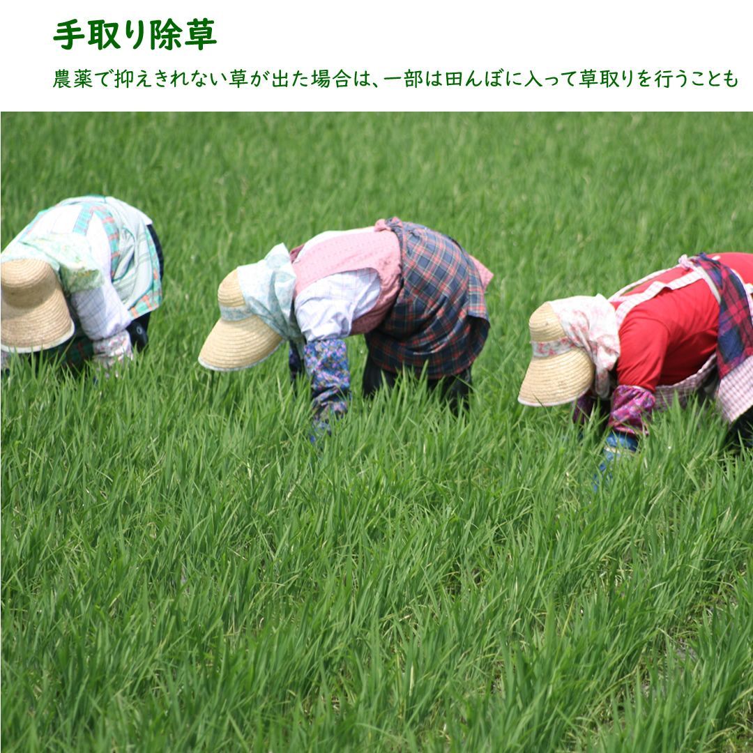 あきたこまち 10kg白米
