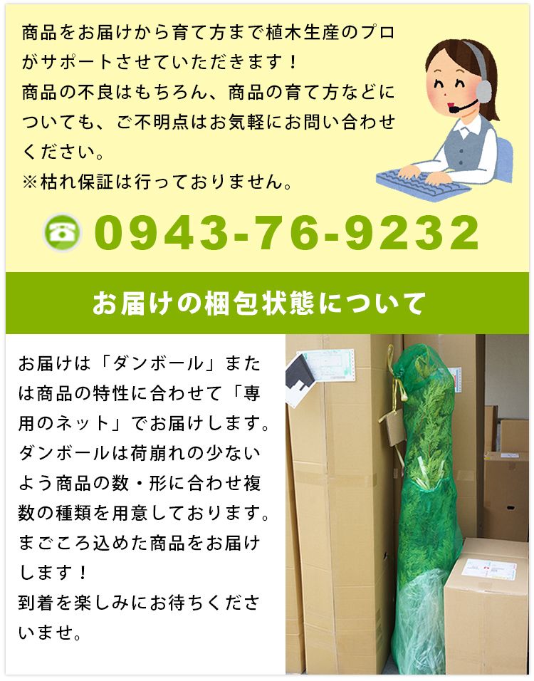 苗/苗木 【15本セット】 カンツバキ 樹高0.2m前後 10.5cmポット 寒椿 かんつばき つばき 苗木 苗 植木 庭木 生け垣 ka 15本 15