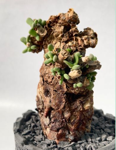 ふ*く様 【珍品洞窟あり！！】巨大なピグマエア・発根済み/鉢ごと発送 ふ*く様 【珍品洞窟あり！！】巨大なピグマエア・発根済み/鉢