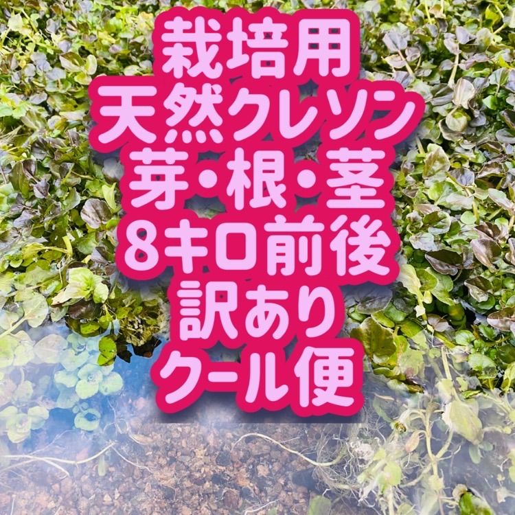 栽培用　湧き水育ち　天然　クレソン　4-5キロ目安　クール便（匿名不可） メルカリ