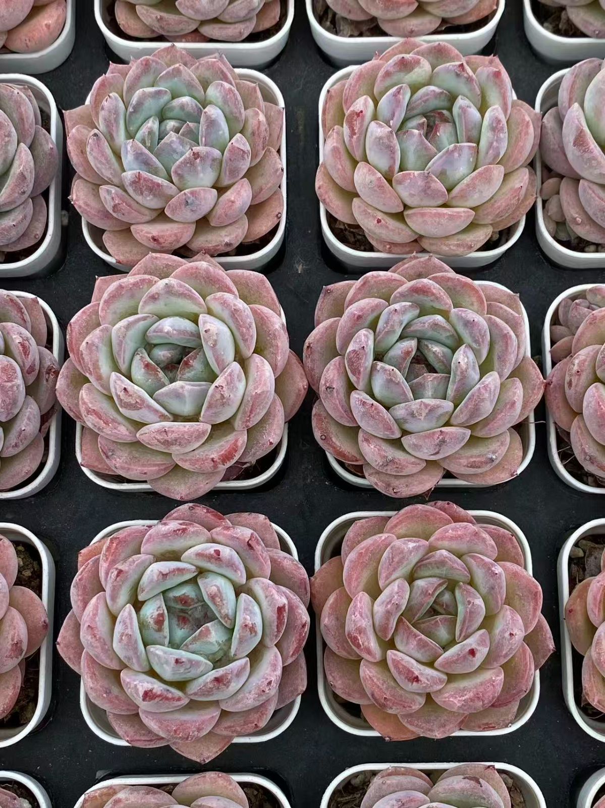 多肉植物 楽天市場】【当店農場生産】多肉植物 エケベリア シックドリーム 7.5