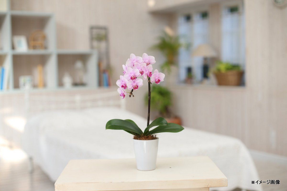 たひゆりあ　ファレノプシス　3種セット　ミディ胡蝶蘭　こちょうらん　洋蘭 ⚫︎ ディープサンセット deep sunset #ミディファレノ #蘭佳舎