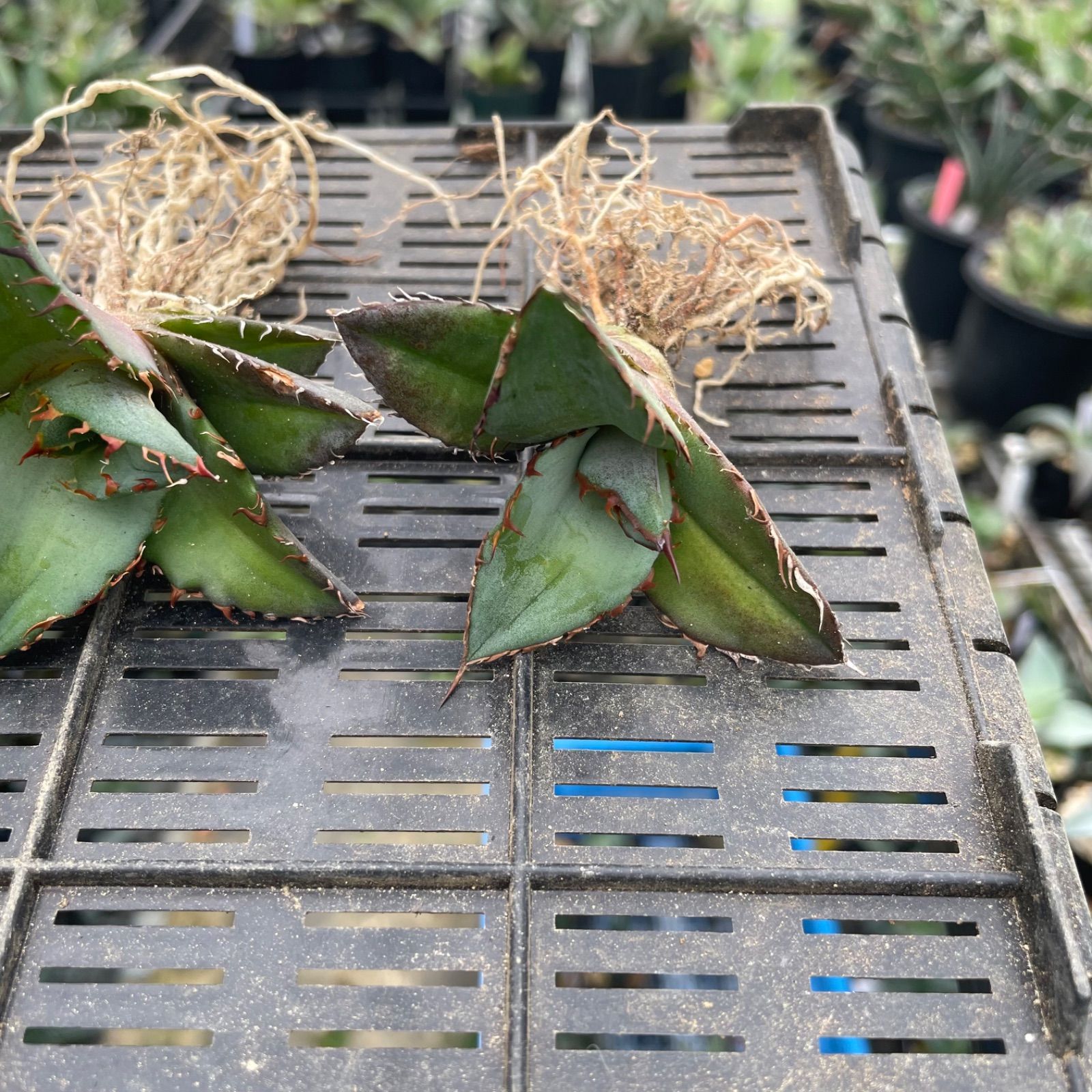 DP027 アガベチタノタブルー実生株6セットAgave titanota Blue