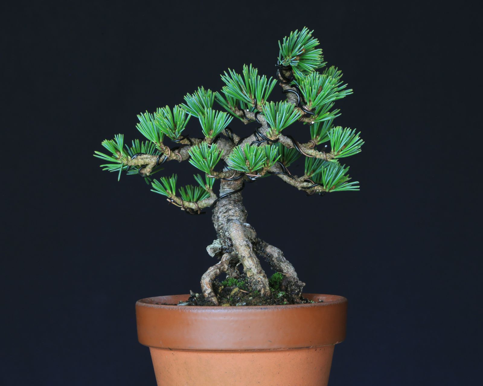 プレゼント 誕生日