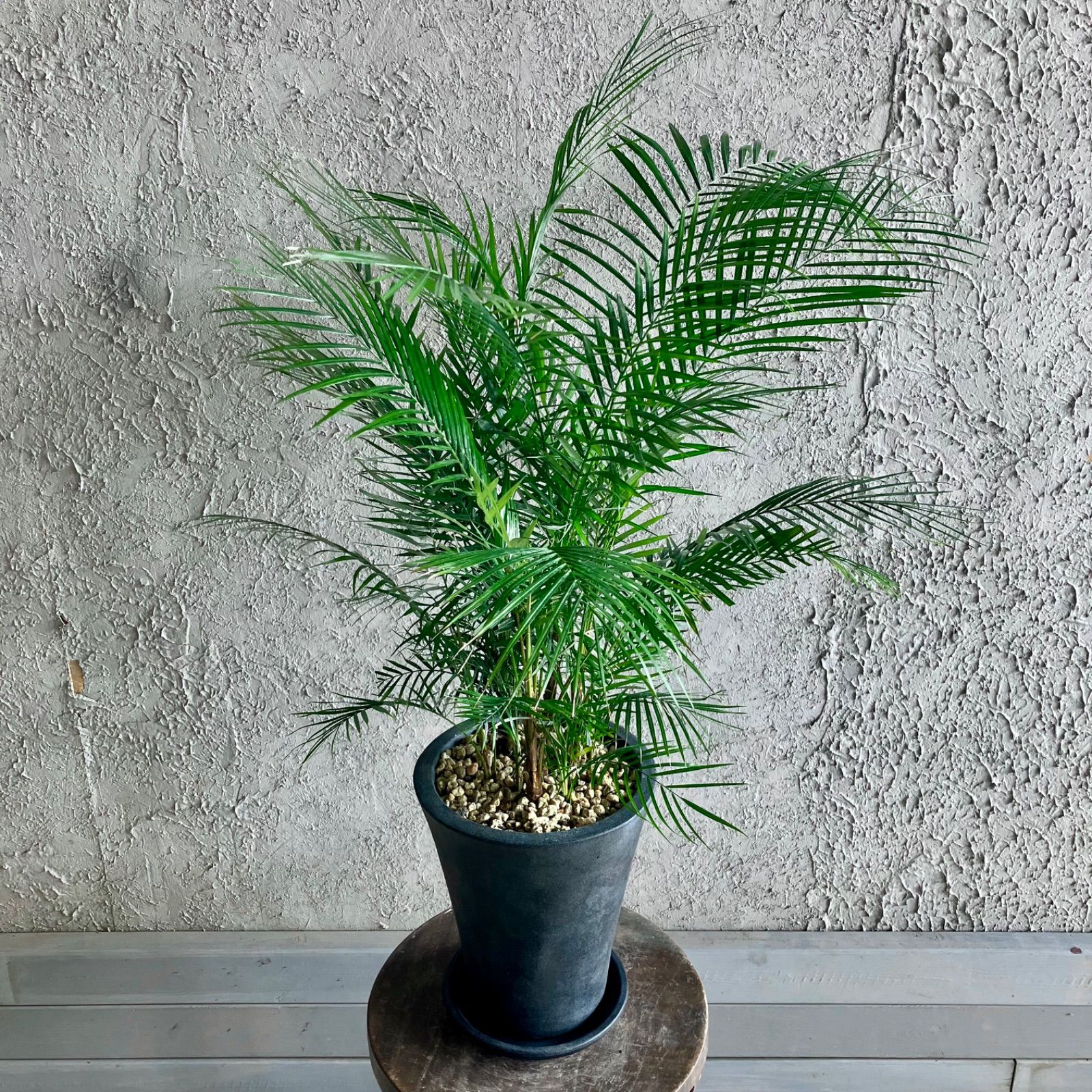 特大 カークリコ ヤシ 7号鉢 KYS-HY35XXE.jpg