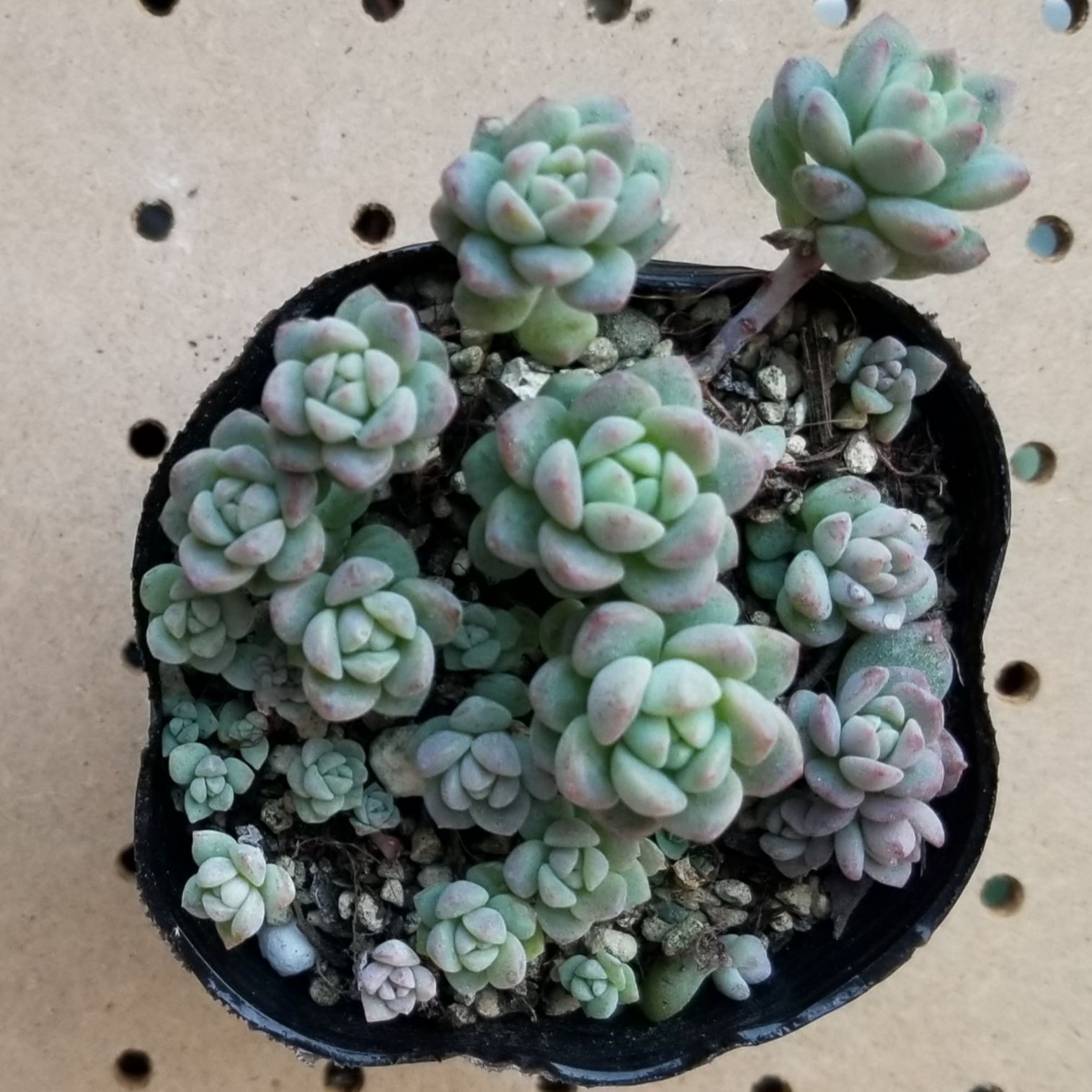 多肉植物・ｾﾀﾞﾑ属 抜き苗2.5号ポット【プロリフェラ】NO.A-33 - メルカリ