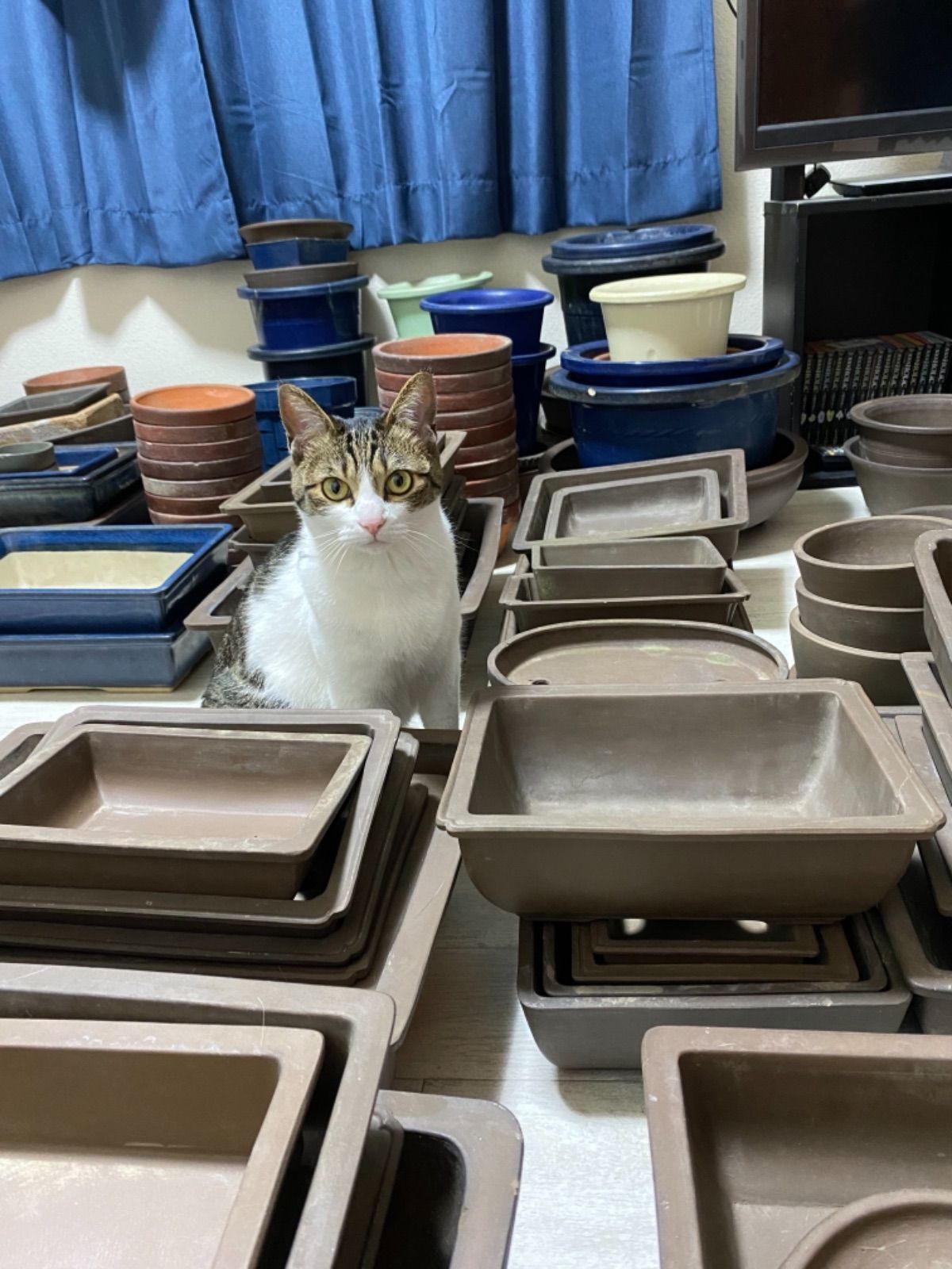 鉢太郎 - メルカリShops