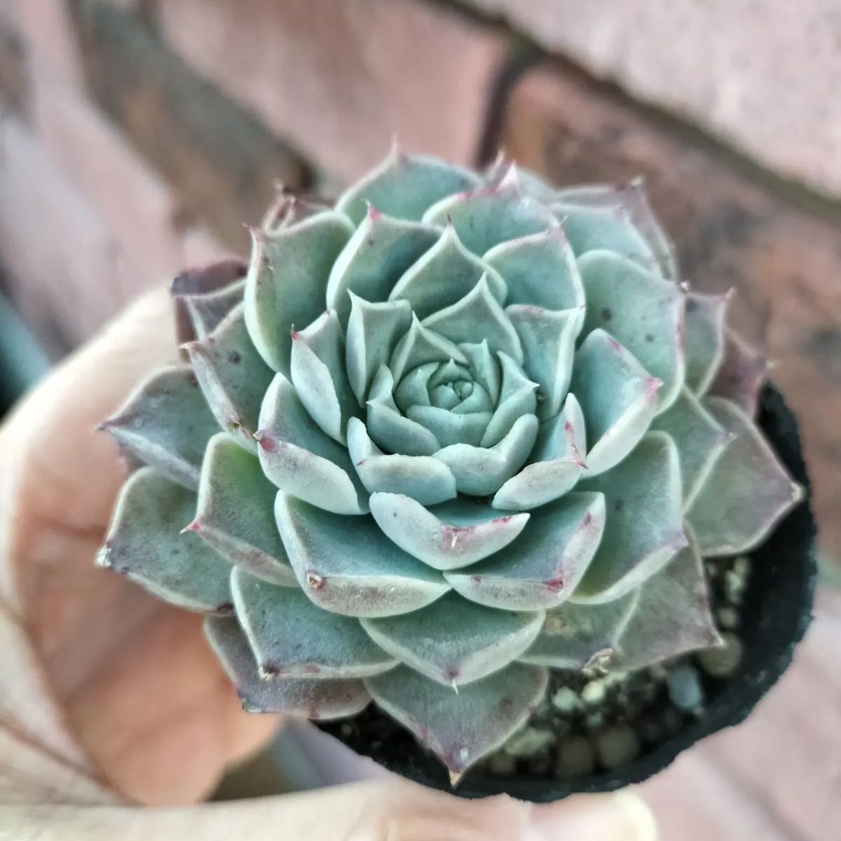 ニア様確認用 専用 楽天市場】【即日発送可】【第1類医薬品】ニプロ Vトラスト SARS-CoV-2