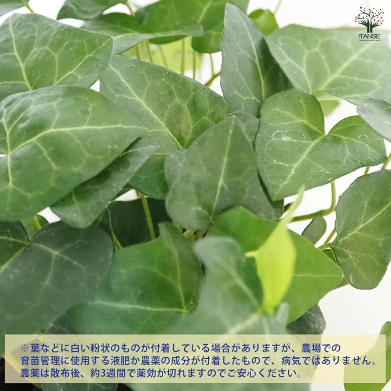 ＩＴＡＮＳＥ ヘデラ サーク ハートヘデラ 3号 8個セット 品種で選べる観葉植物 学名 Hedera helix Sark ウコギ科 別名 アイビー セイヨウキヅタ フユヅタ 冬蔦 英名 Heart Ivy●葉は5裂片に分かれており 比較 YUZUMIYA_COM