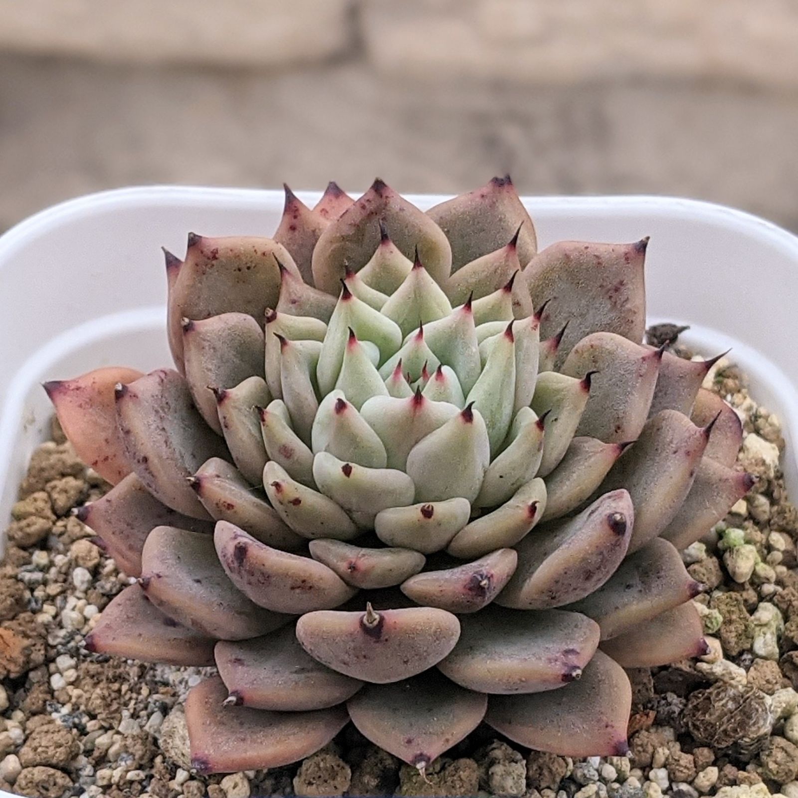 売却済み　　多肉植物 リエール苗　ブラックチップ 売却済み 多肉植物 リエール苗 ブラックチップ 【公式通販】