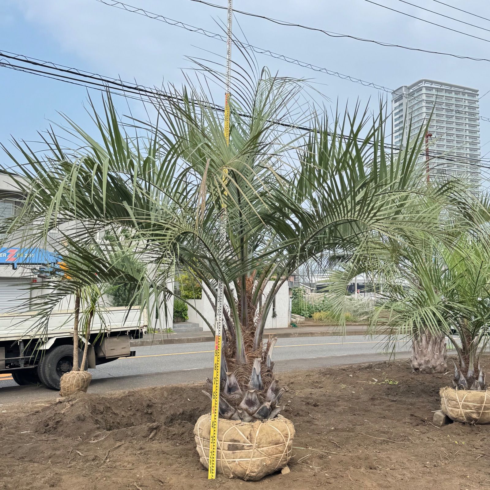 ココスヤシ　幹太　大きめ 楽天市場】【根巻き】ココスヤシ 中株 幹太 苗木【maki】 : 千草園芸