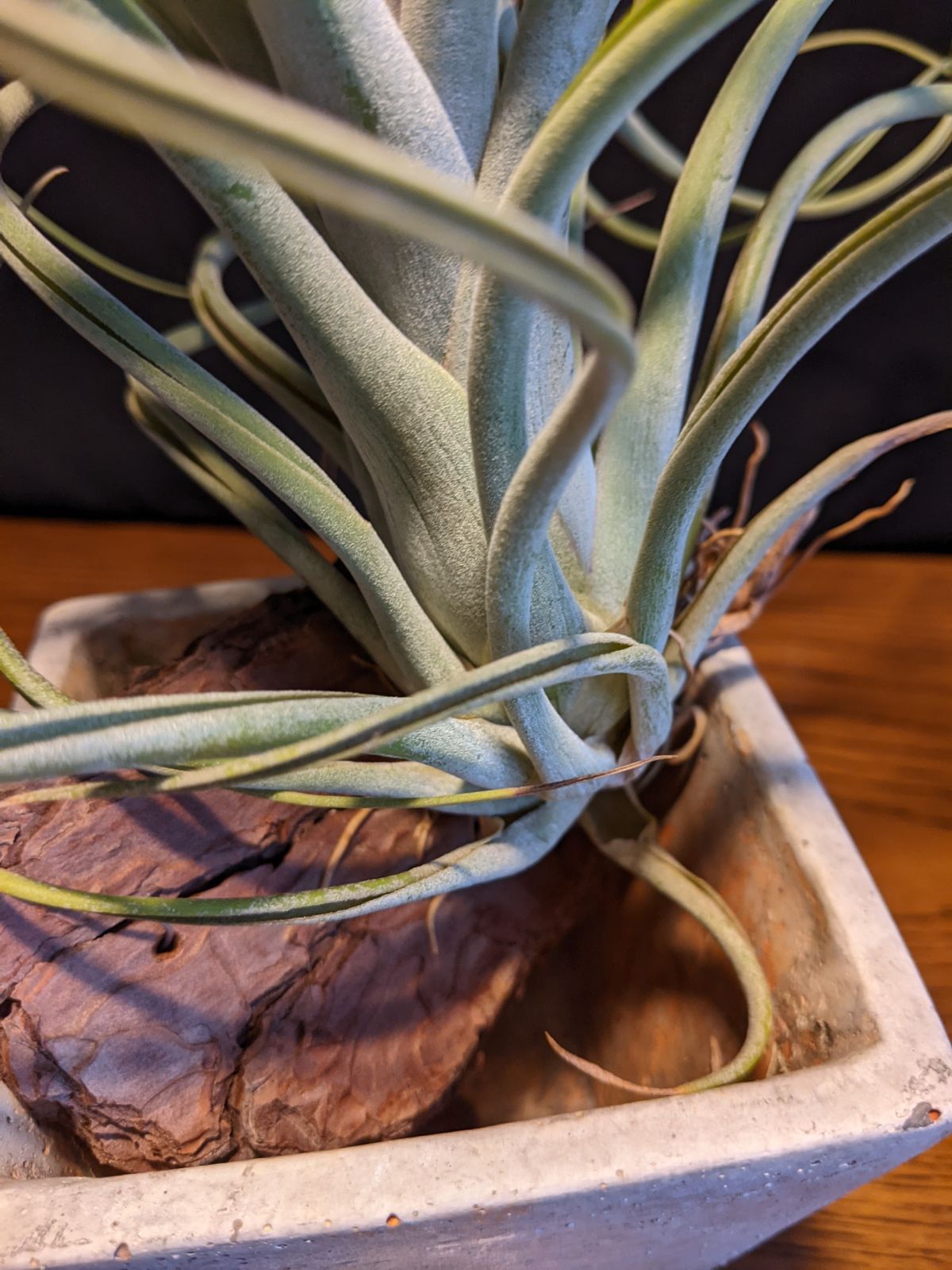 チランジア　カプトメデューサ x コンコロール コンコロール x カプトメドーサエ 02号 | air-plants TENGU-DO