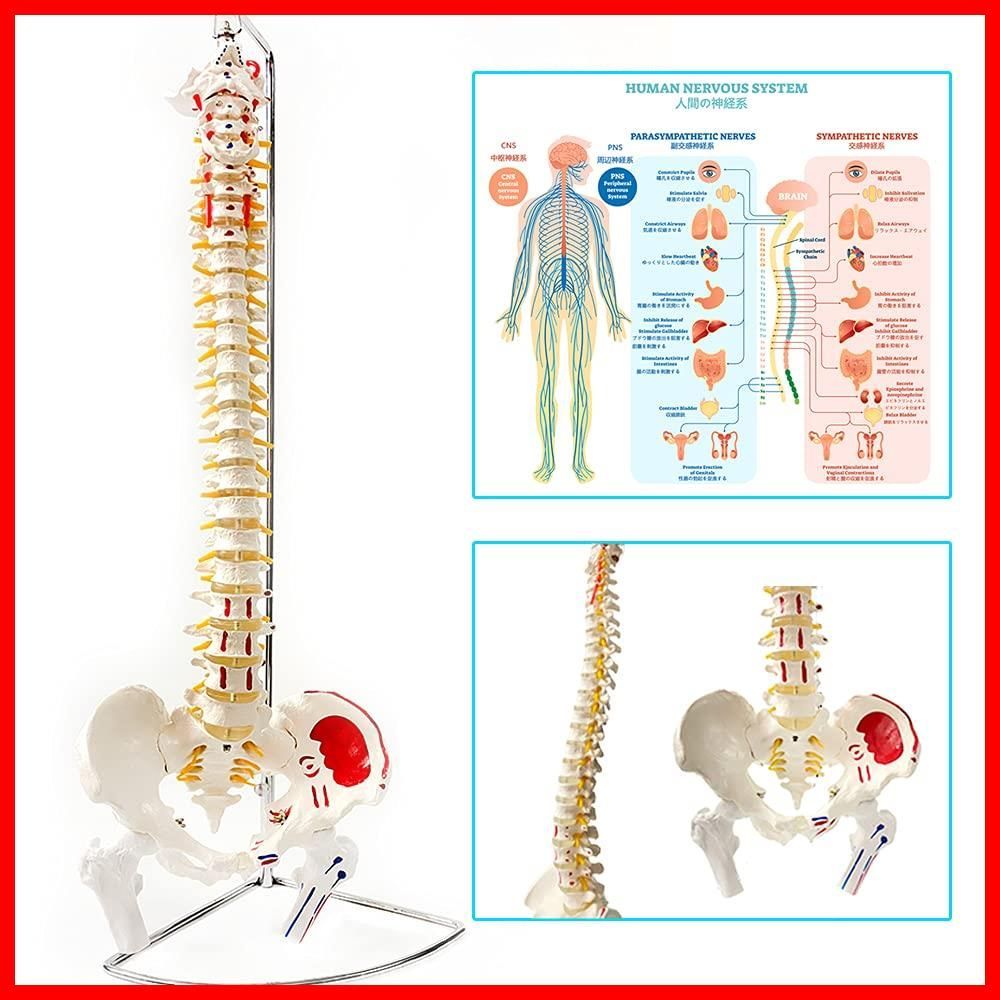 新着】timiland 脊椎 模型 可動式 脊椎骨盤模型 人体模型 実物大 脊柱