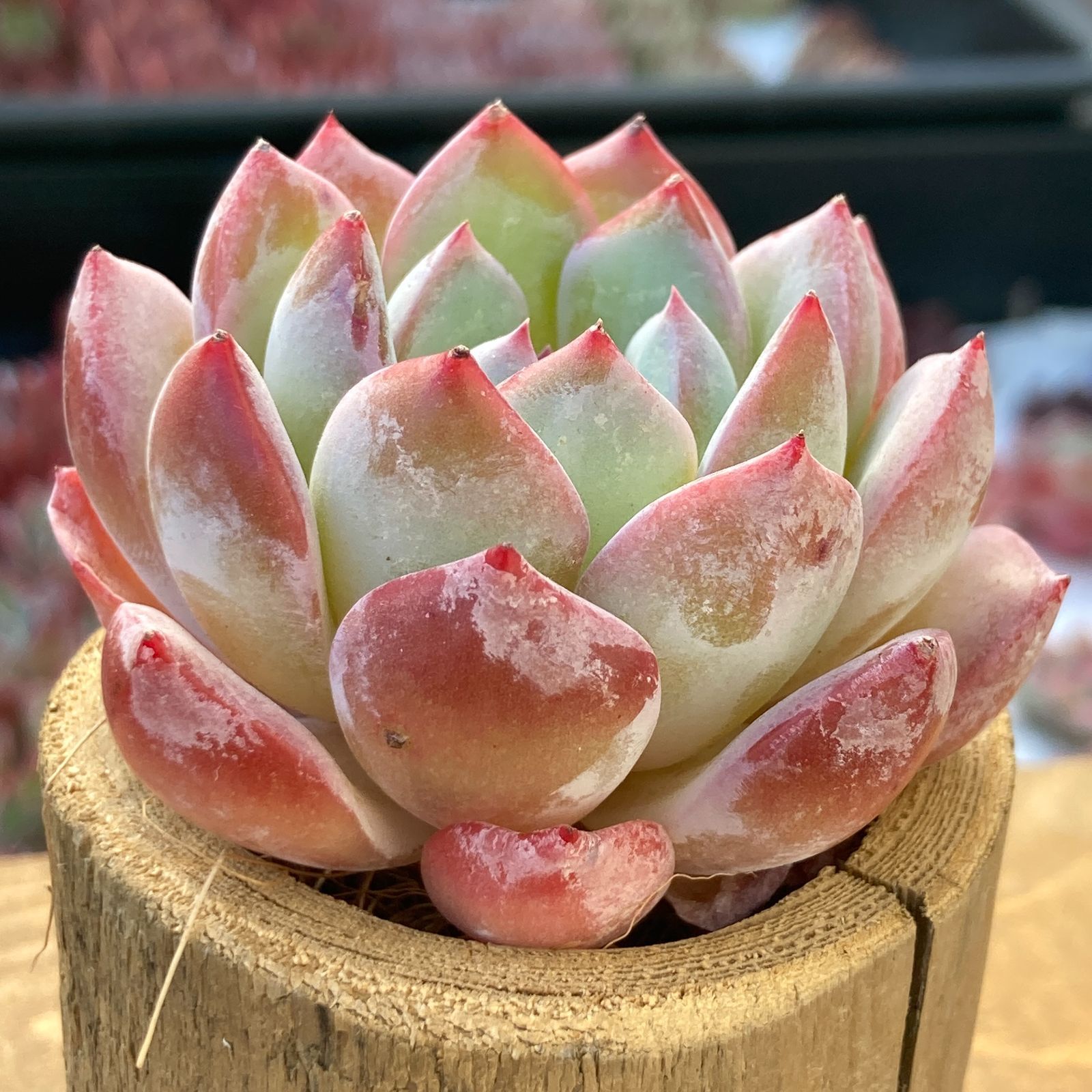 エケべリア プラダ 多肉植物韓国苗【ポコ多肉】 - メルカリ