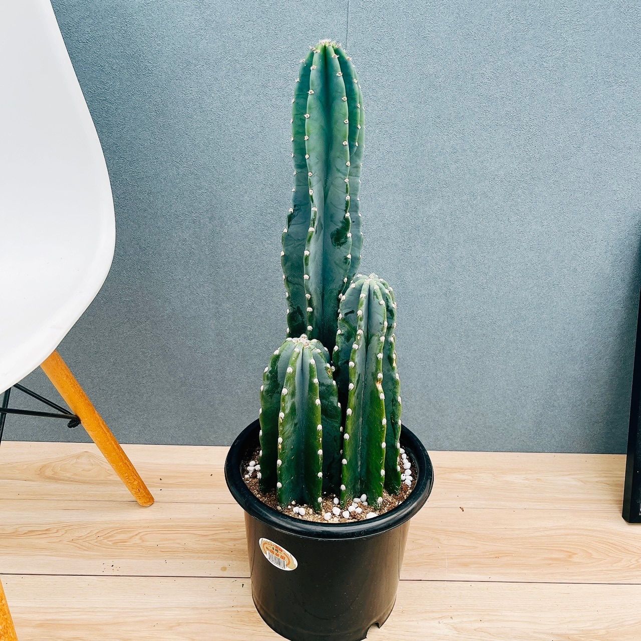 柱サボテン 鬼面角 3本 柱サボテン 鬼面角 大型サボテン大株 サボテン