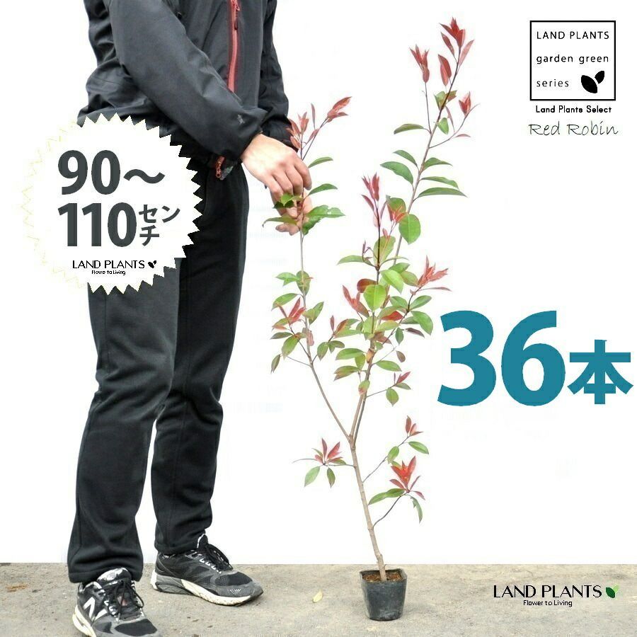 レッドロビン 3.5号 苗木 36本 高さ90～110cm 苗 苗木 苗ポット セイヨウカナメ カナメモチ 生垣
