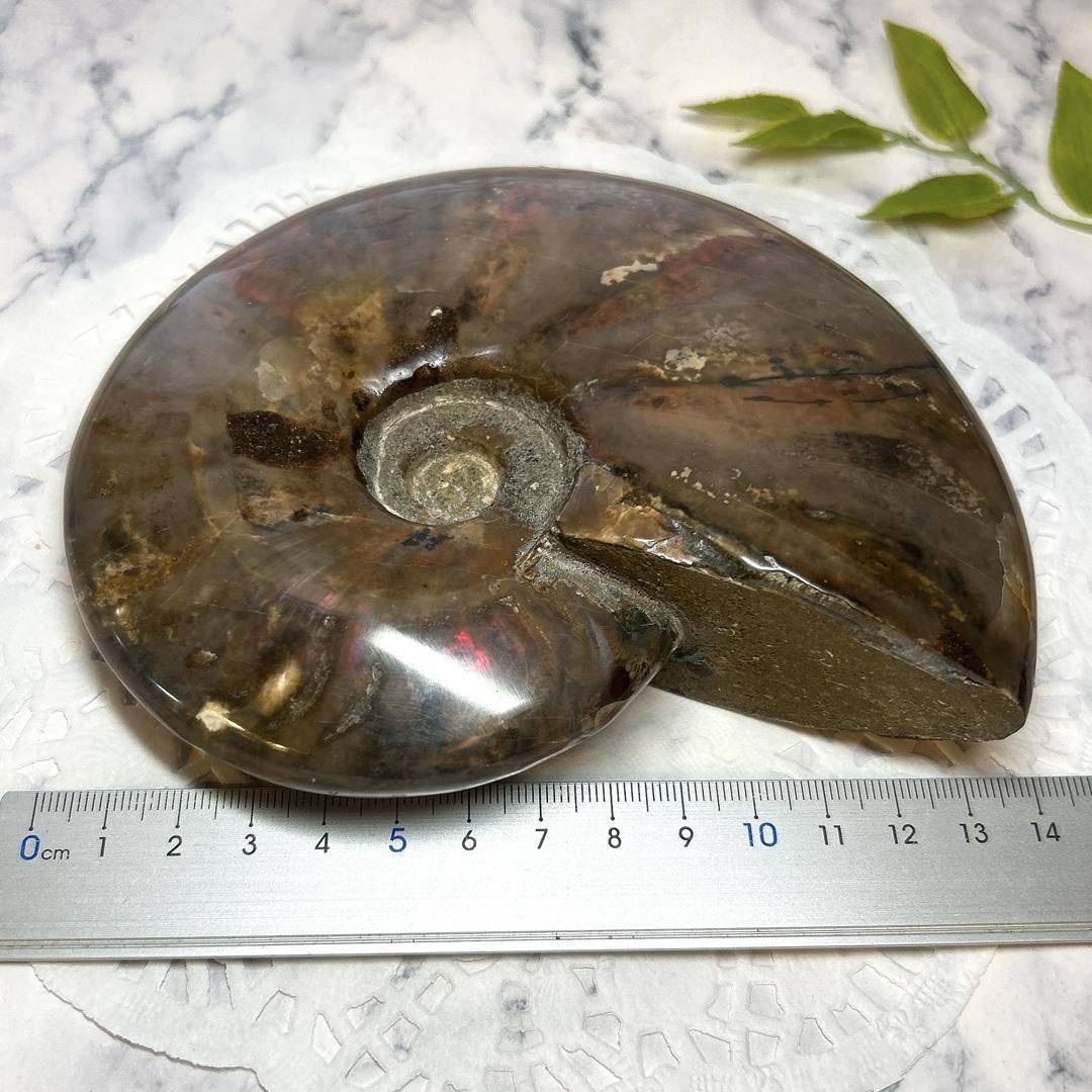 ammonite