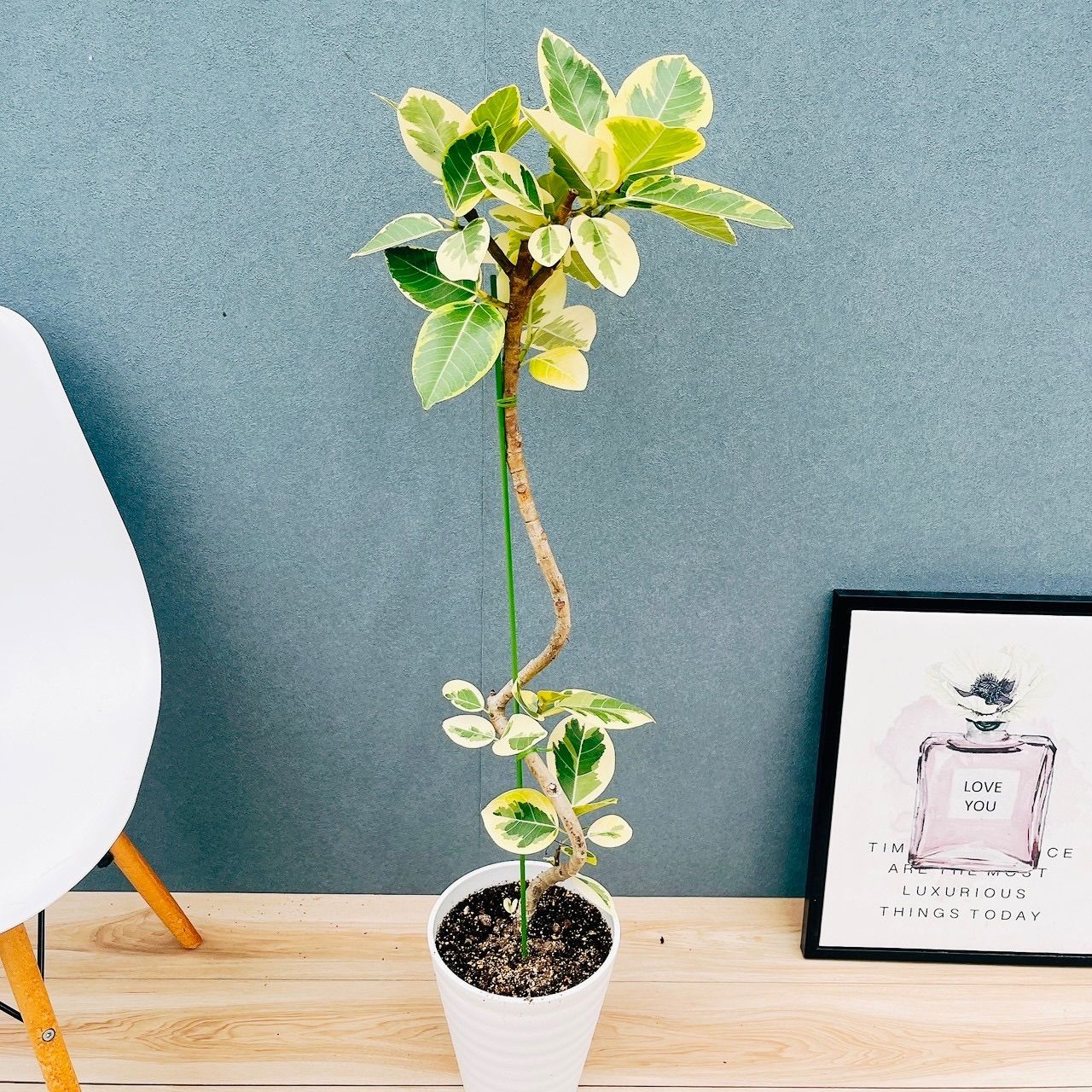 現品］3番 フィカス アルテシマ 曲がり 7号 観葉植物 室内 大型 ゴムの