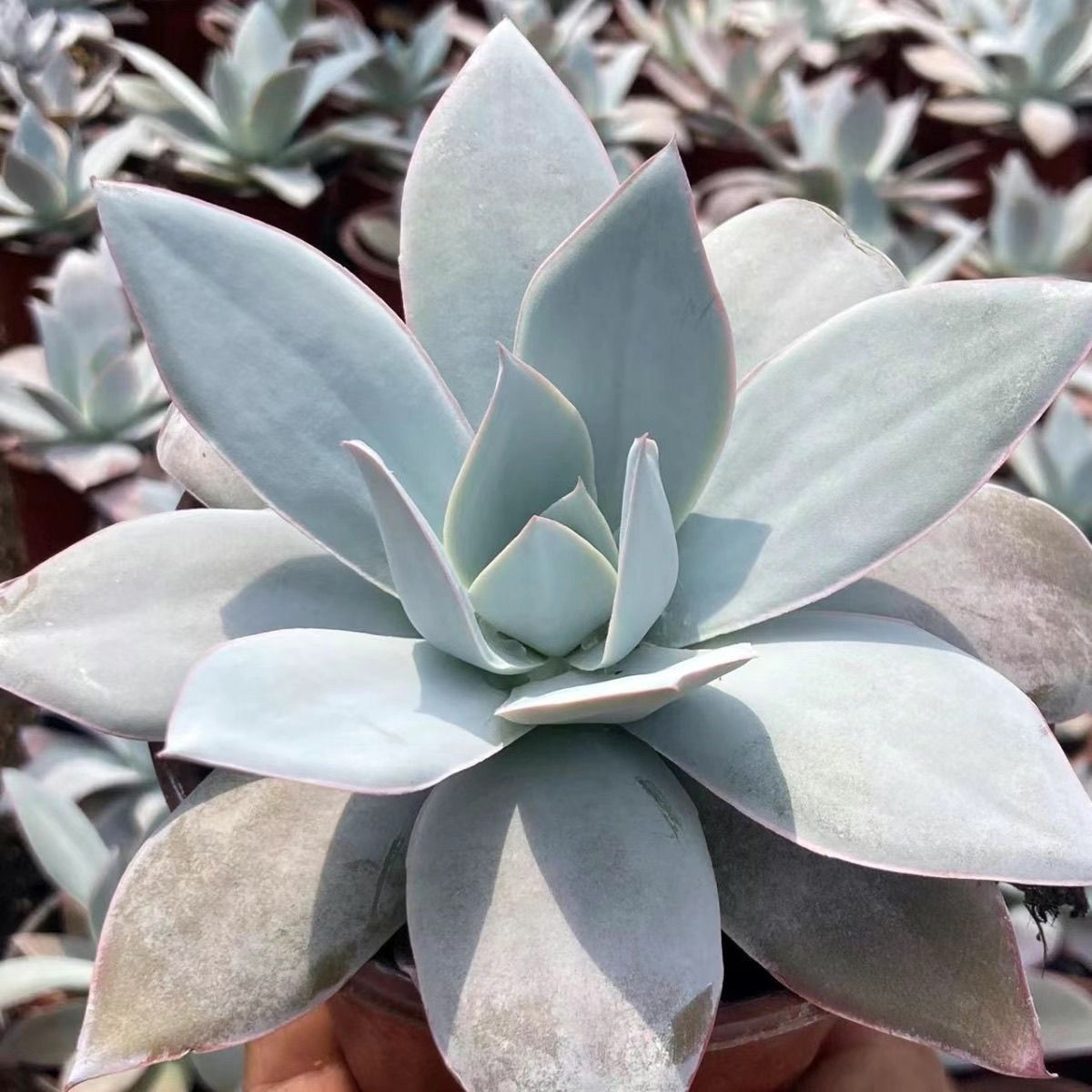 多肉植物♡デリケイン 抜き苗
