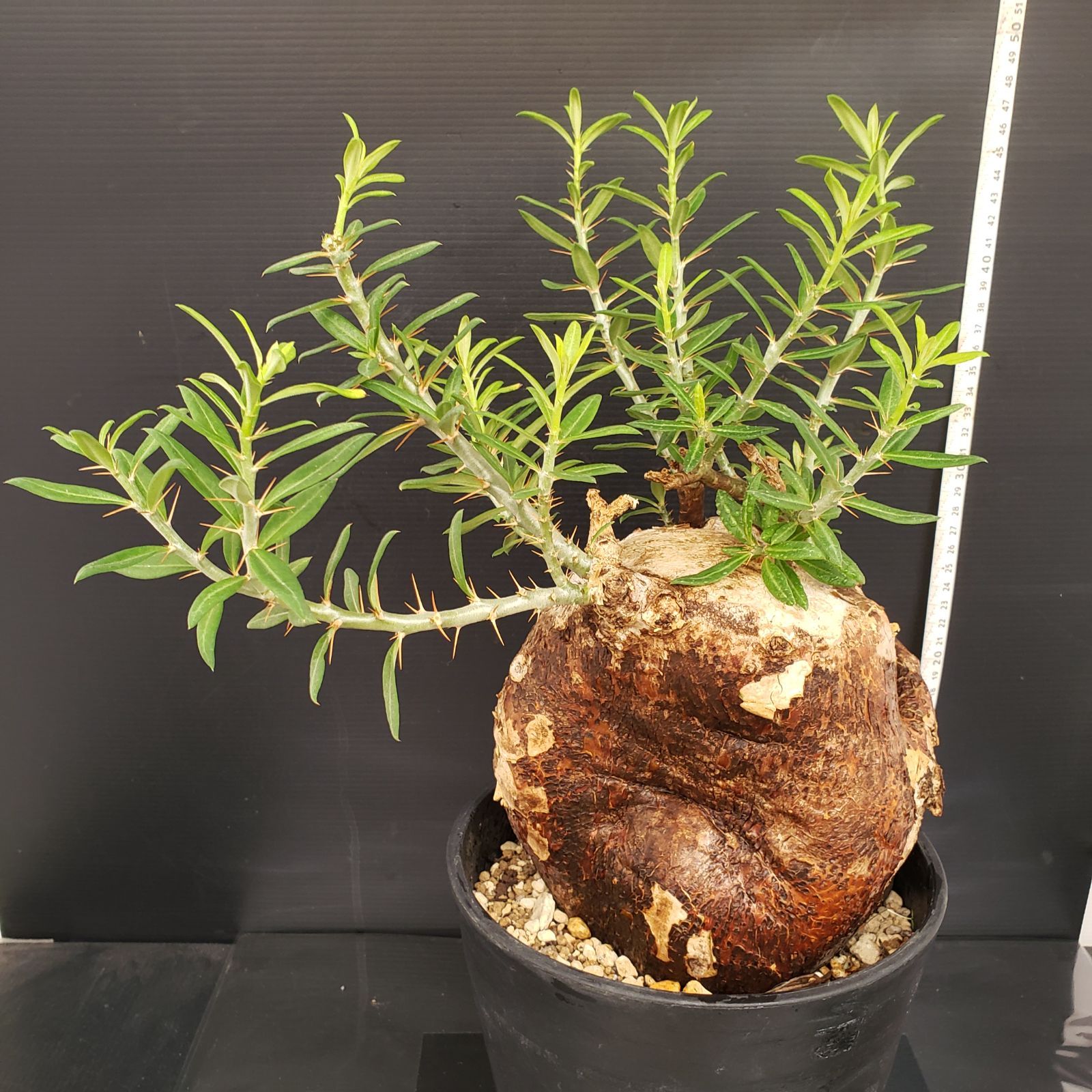 パキポディウム ビスピノーサム 特大サイズ 現地球 発根株 (鉢付き