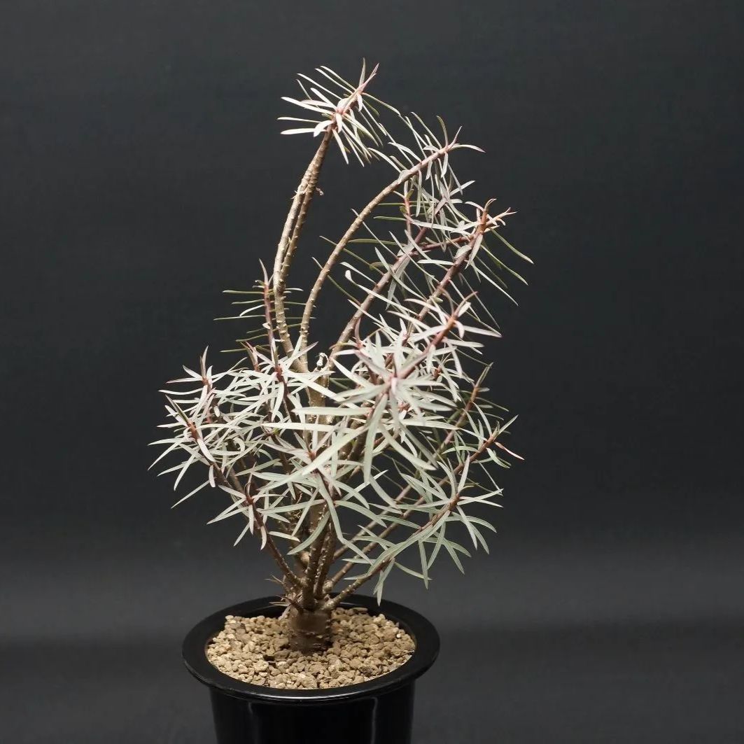 Z510【最新到着】Pachypodium グラキリス（ML）（現地球・抜き苗