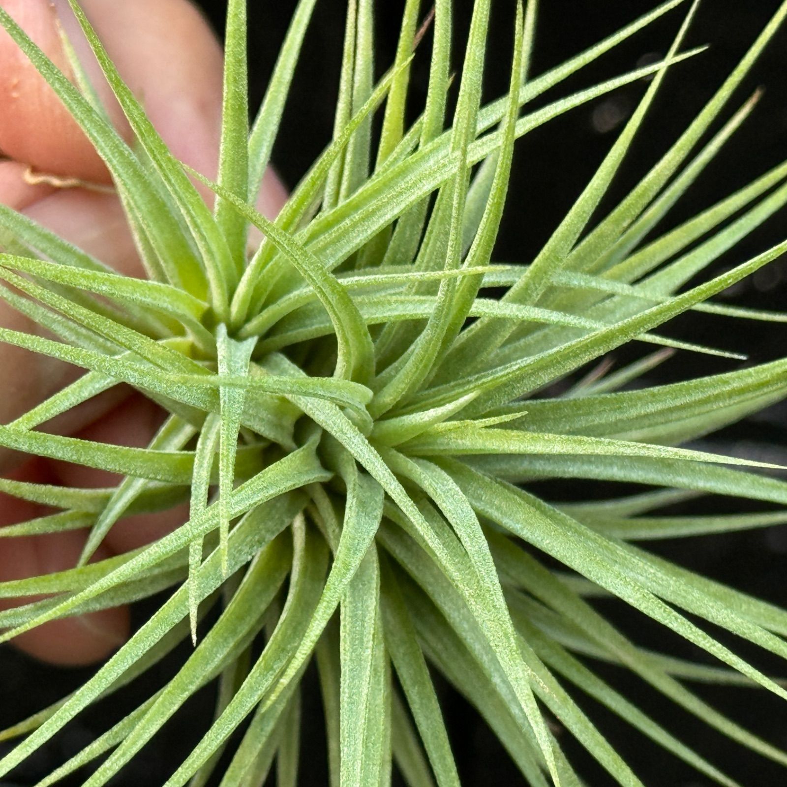 チランジア Fat Boy チランジア・イオナンタ・ファットボーイ Tillandsia ionantha