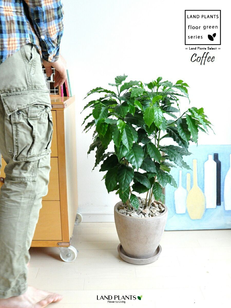 コーヒーの木（珈琲：coffee） 茶色 エッグ型 陶器鉢 【茶石・受皿】茶