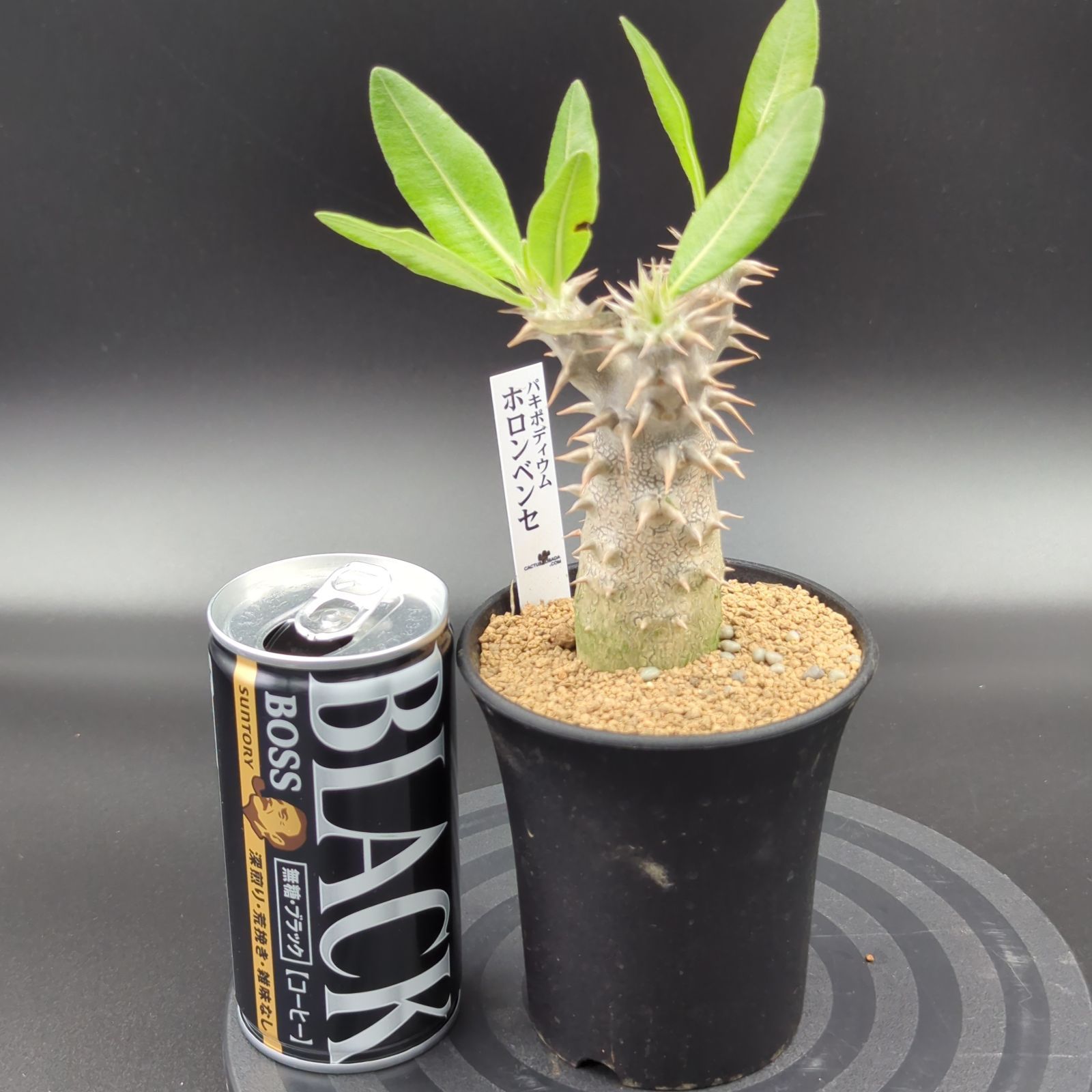 パキポディウム　アンボンゲンセ　良型　鉢ごとメルカリ便④ パキポディウム アンボンゲンセ - メルカリ