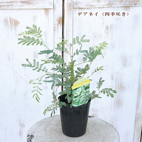 常緑苗木 アカシア ミモザ デアネイ パールアカシア プルプレア テレサ