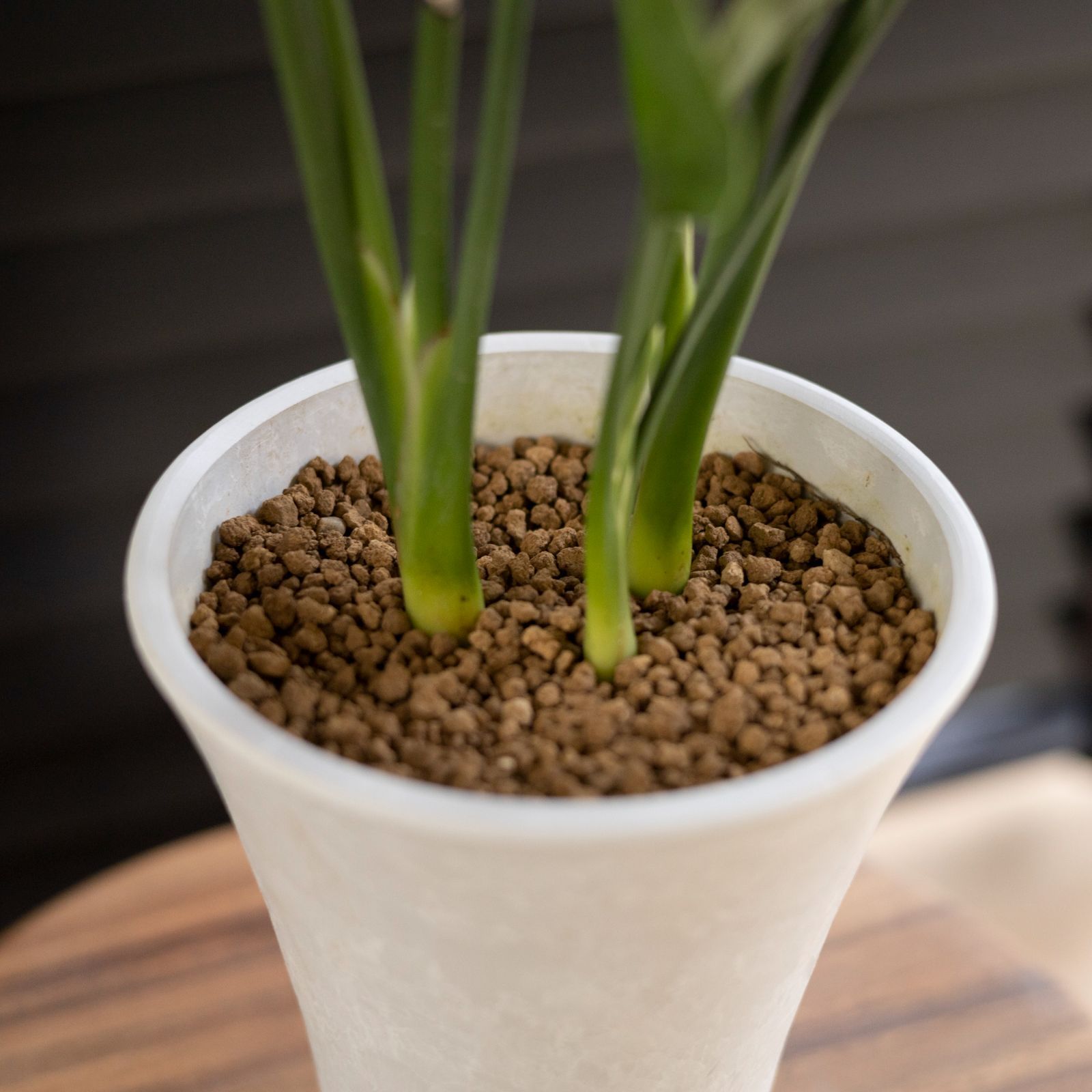 ストレリチア ユンケア ノンリーフ ロングポット オーガスタ 観葉植物