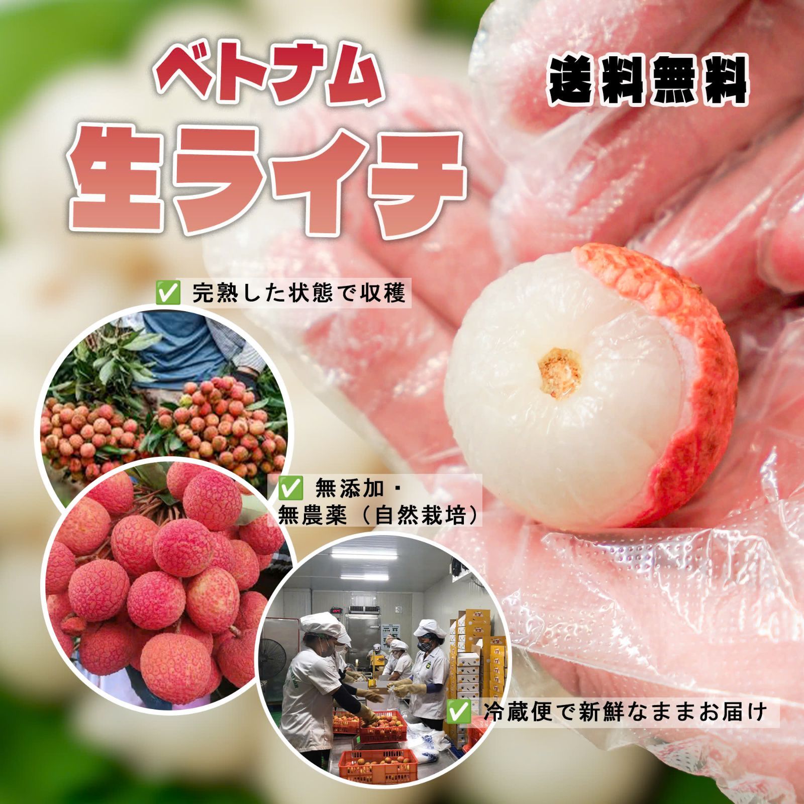 ベトナム産生ライチ 2kg 送料無料 予約受付中 - メルカリ