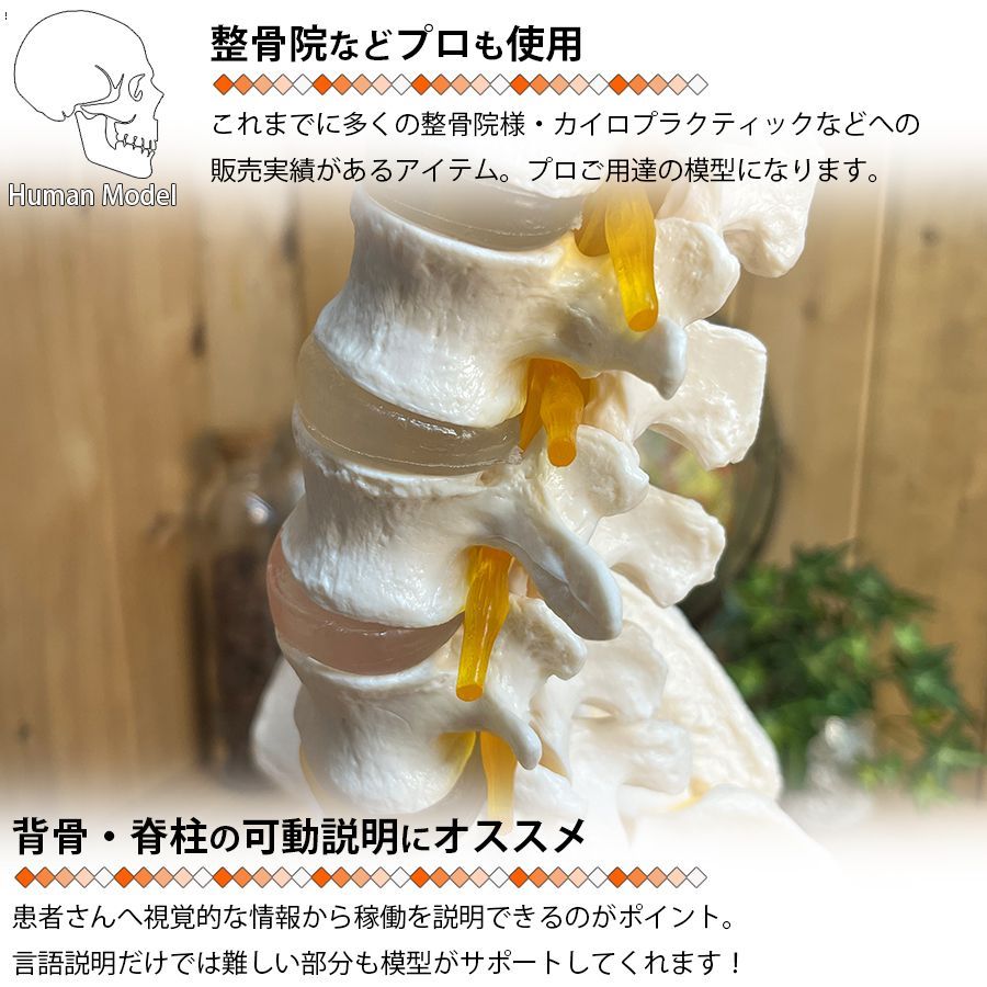 人体模型 骨 等身大 脊椎 模型 実物大 90センチ 脊髄骨盤模型 股関節
