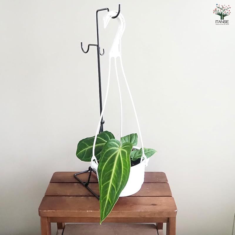 5号吊り鉢 1個売り