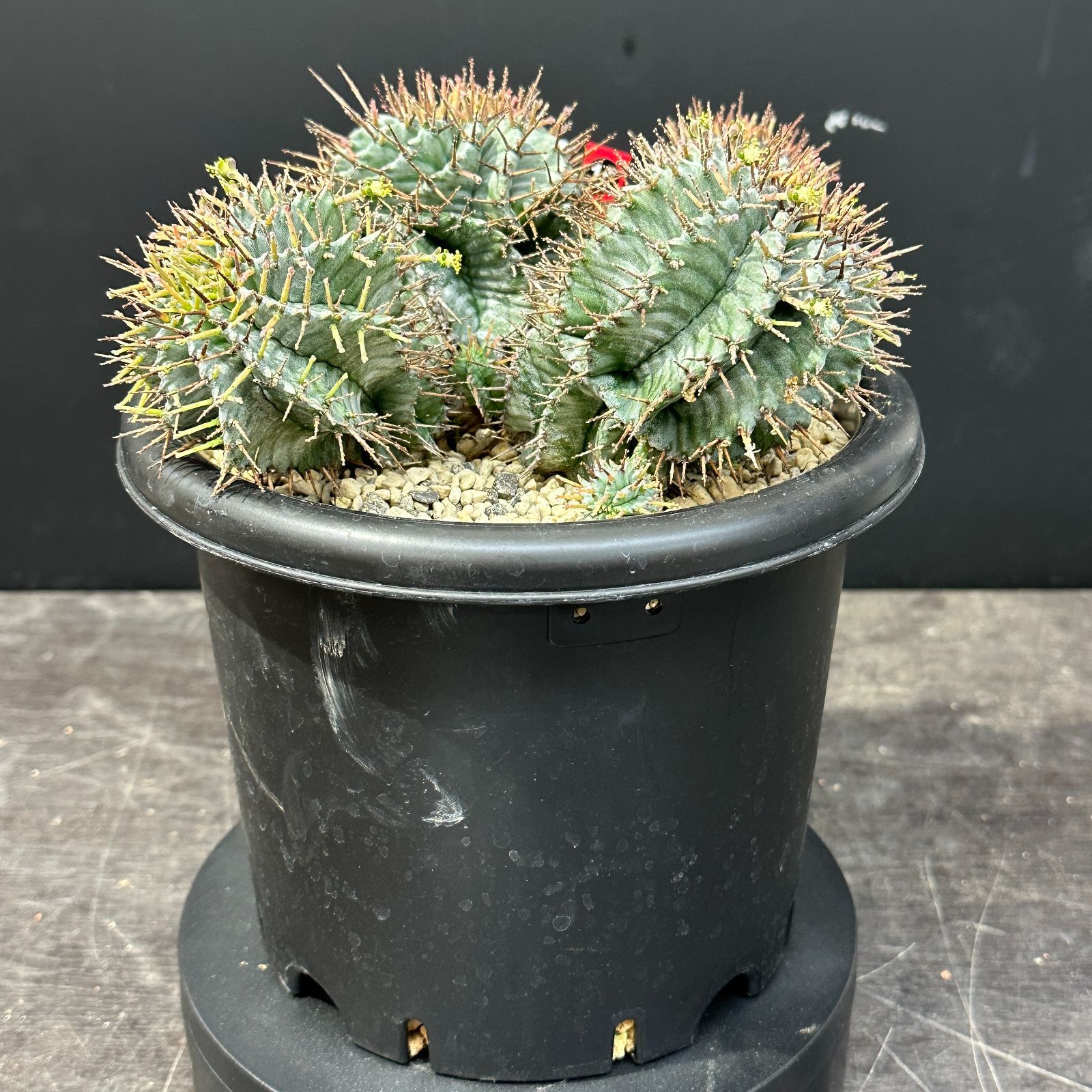 #15 Euphorbia horrida ユーフォルビア ホリダ 多頭 多肉植物