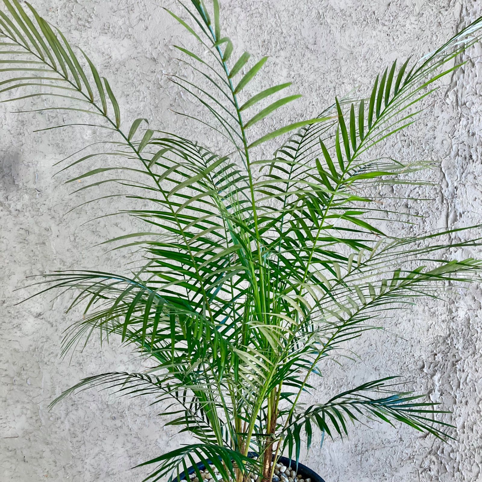 佐藤昌祐、【初夏婦人】、希少な額装用画集より、新品額装付 日本画梅