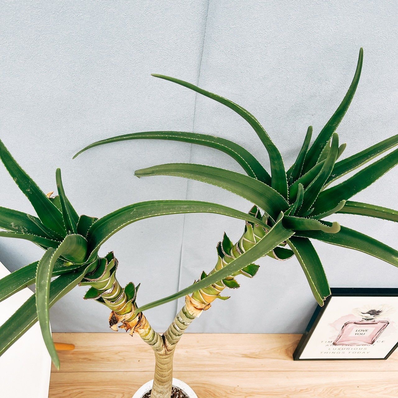 現品］【希少】94番 アロエ メデューサ 8号 観葉植物 室内 大型 レア