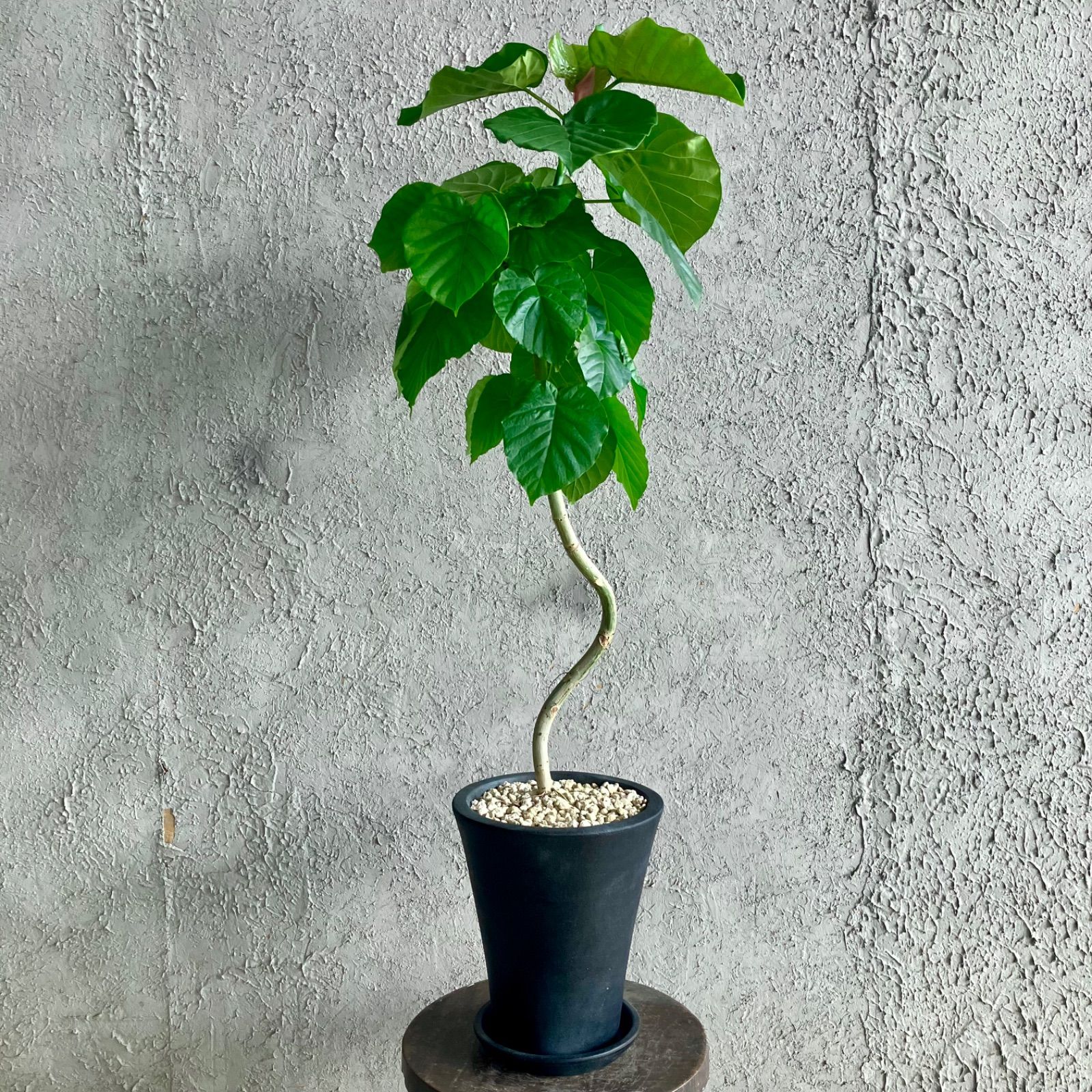 テラコッタ鉢植え アンティーク風