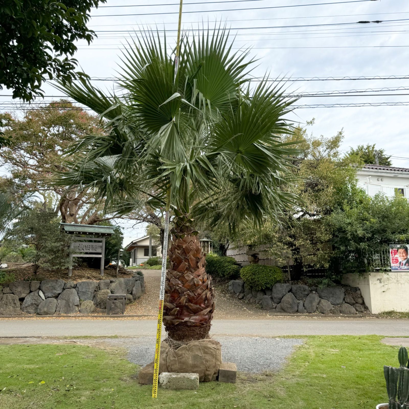 極太幹】ワシントンヤシ - メルカリ