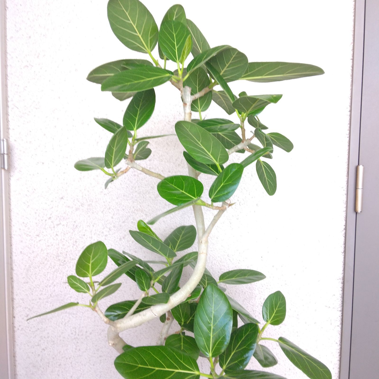 フィカス・ベンガレンシス曲がり‼️沖縄産！ゴムの木❗観葉植物！幹極太高さ162◎ 逸品フィカス・ベンガレンシス曲がり‼️ゴムの木❗大型観葉植物