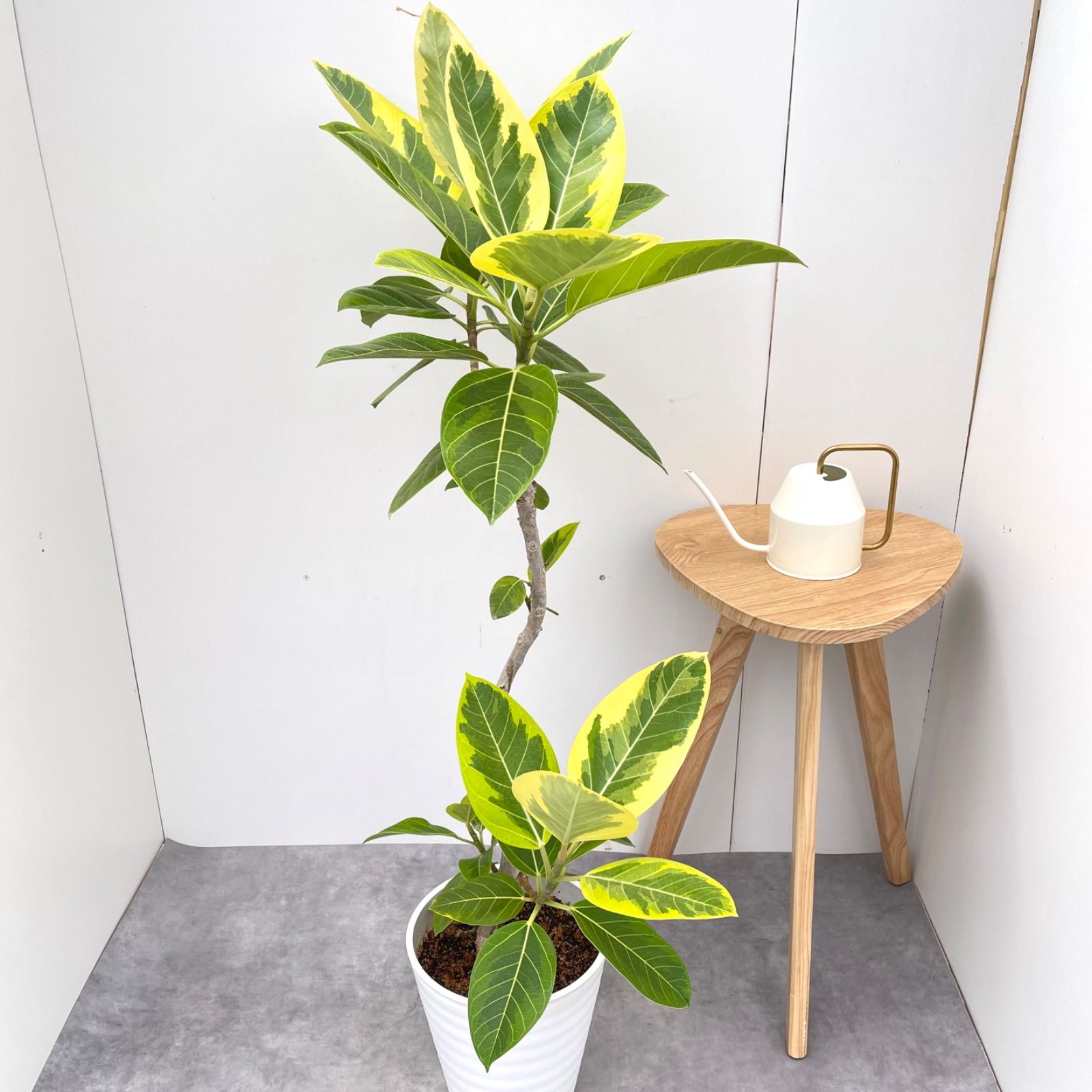 フィカス アルテシマ 曲がり 3【現品】観葉植物 室内 大型 フィカス