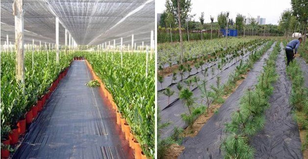 防草シート耐候性 果樹園用